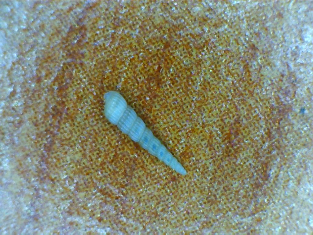 Turbonilla striatula